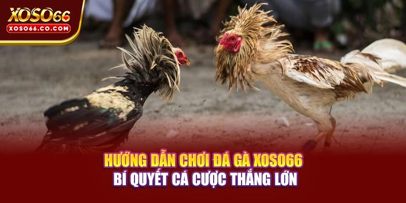 Hướng Dẫn Chơi Đá Gà XOSO66– Bí Quyết Cá Cược Thắng Lớn